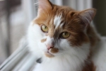 Zapalenie wątroby kotów: objawy i leczenie