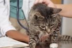 Zapalenie wątroby u kotów