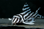 Hypancistrus zebra l046 - numerowany sum