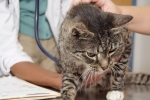 Nadczynność tarczycy u kotów: objawy i leczenie
