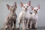 Hipoalergiczne rasy kotów, bezpieczne dla alergików