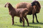 Owce rasy hissar – opłacalna inwestycja dla rolnika