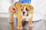 Główne objawy i leczenie niewydolności serca u psów