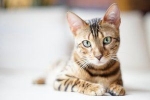 Środki przeciwrobacze dla kotów
