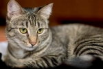 Robaki u kota: oznaki obecności i metody skutecznego leczenia
