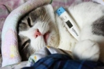 Globfel-4 dla kotów: ochrona twojego zwierzaka przed poważnymi infekcjami
