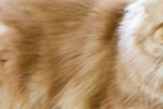 Kłębuszkowe zapalenie nerek u kotów: przyczyny, objawy i leczenie