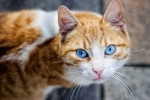Niebieskookie koty ojos azules: standardy i opis ojos azules