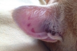 Gorące uszy u kotów: główne przyczyny