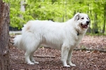 Pies pirenejski - opis, charakter, pielęgnacja i utrzymanie