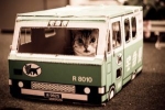 Przygotowanie do podróży: jak przewieźć kota pociągiem