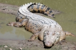 Czesany krokodyl (łac. Crocodylus porous)