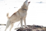 Grenlandzki pies zaprzęgowy greenlandsshund