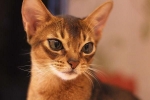 Charakterystyka i historia pojawienia się karakata hybrydowego kota