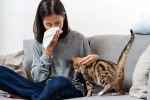 Typowe objawy alergii na koty, diagnostyka i leczenie patologii