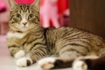 Typowe objawy zapalenia stawów u kotów i metody leczenia