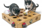 Diy zabawki dla kociąt w domu, jak zrobić ciekawą zabawkę dla kota - interaktywna, teaser, grzechotka