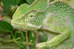 Kameleon indyjski (chamaeleon zeylanicus)