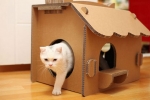 Instrukcje dla majsterkowiczów dotyczące tworzenia domku dla kota