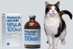 Instrukcja stosowania amoksycyliny dla kotów: zastrzyki lub tabletki