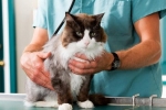 Instrukcja stosowania leku cestal dla kotów