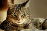 Instrukcja stosowania leku dironet spot-on dla kotów