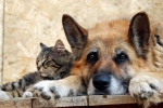 Instrukcja stosowania leku hondartron dla kotów i psów