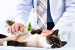 Instrukcja stosowania leku ligfol dla kotów i psów