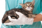 Instrukcja stosowania tabletek i kropli do oczu ciprovet dla kotów