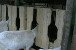 Instrukcje dla majsterkowiczów dotyczące tworzenia karmnika dla kóz
