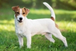 Historia pochodzenia i opis rasy jack russell terrier