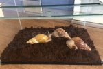 Wykonywanie i układanie terrarium ślimaka własnymi rękami