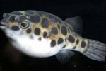 Trująca ryba fugu - niebezpieczny przysmak