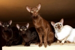 Kot jawajski: opis rasy i cechy pielęgnacyjne