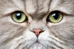 Skuteczne metody samodzielnego leczenia zapalenia oka u kotów w domu