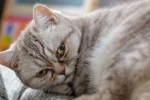 Zapalenie jelit u kotów: objawy i leczenie infekcji wirusowej