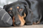 Zapalenie jelit u psów: objawy i leczenie choroby