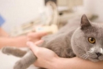 Padaczka u kotów: objawy i leczenie choroby