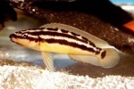 Yulidochromis ornatus