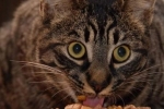 Wysokiej jakości dieta dla kota domowego: karma „go” klasa holistyczna