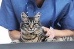 Jak wygląda sterylizacja i sterylizacja kotów i kotów, rodzaje operacji i konsekwencje?