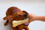 Jak i czym myć zęby dla psów i dlaczego ta procedura jest potrzebna
