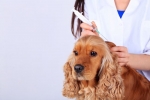 Jak i kiedy szczepić przeciwko wściekliźnie u szczeniąt i dorosłych psów