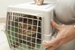 Jak przewozić kota w samolocie: zasady przewożenia zwierząt domowych
