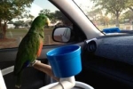 Jak przewozić papugę w samochodzie?