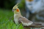 Jak śpiewa samiec papugi „corella” - cechy dźwięków