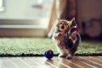 Jak zabawki dla kotów pomagają w życiu i wychowaniu zwierzaków