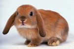Jak przebiega krycie królików ozdobnych i miniaturowych?