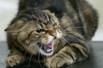 Jak objawia się wścieklizna u kotów??