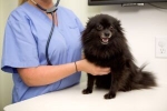 Jak objawia się niedokrwienie u psów, metody diagnozowania i przywracania funkcji serca